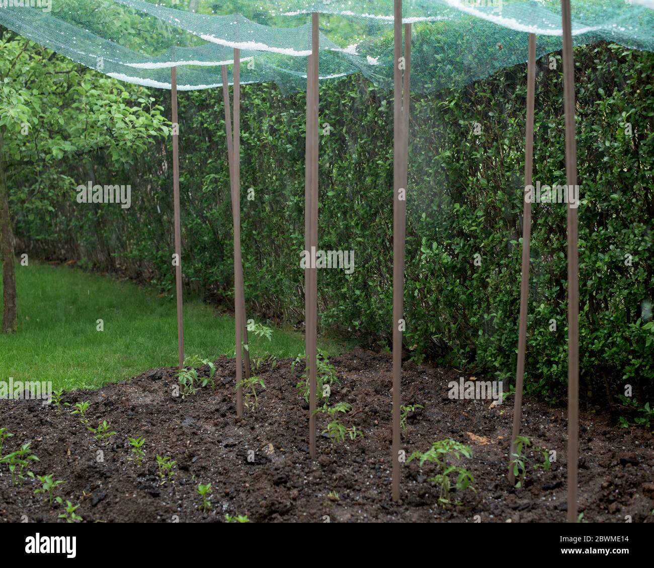 Hailstone in a protective net over vegetable plants - tomato and pepper- in a garden Stock Photo