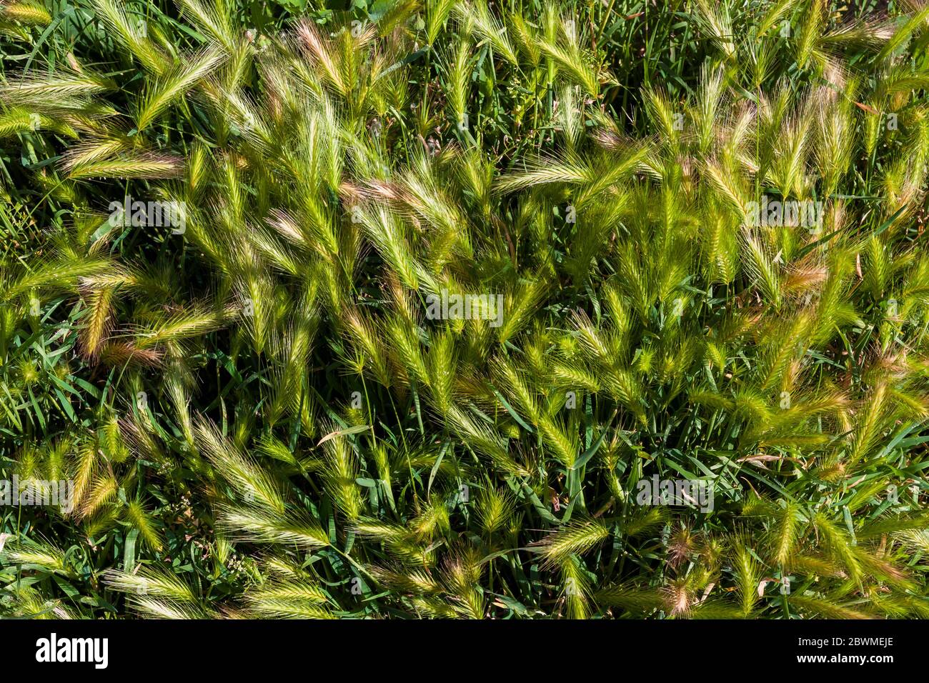 Cereales High Resolution Stock Photography and Images - Alamy