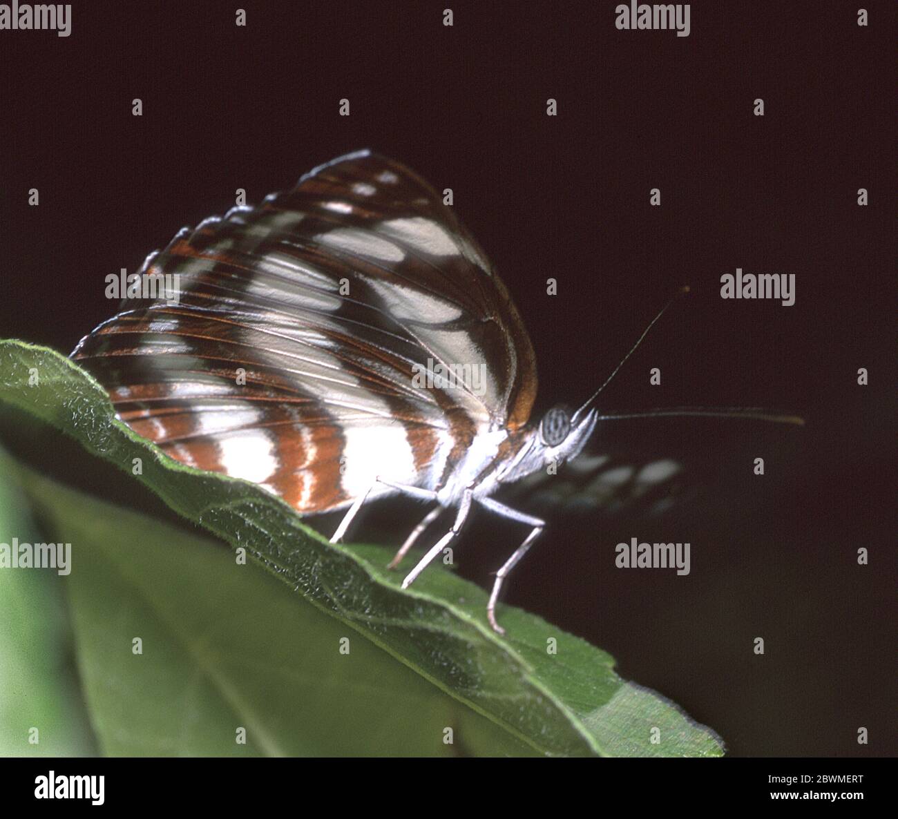 Common glider butterfly hires stock photography and images Alamy