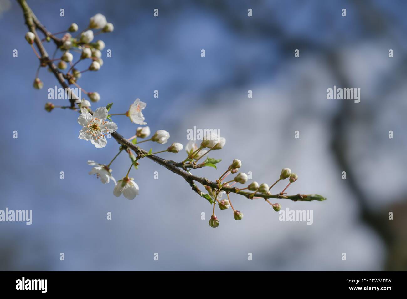 Blossoming cherry plum tree (Prunus cerasifera) with small white flowers in spring or Easter time against a blue sky, copy space, selected focus, narr Stock Photo
