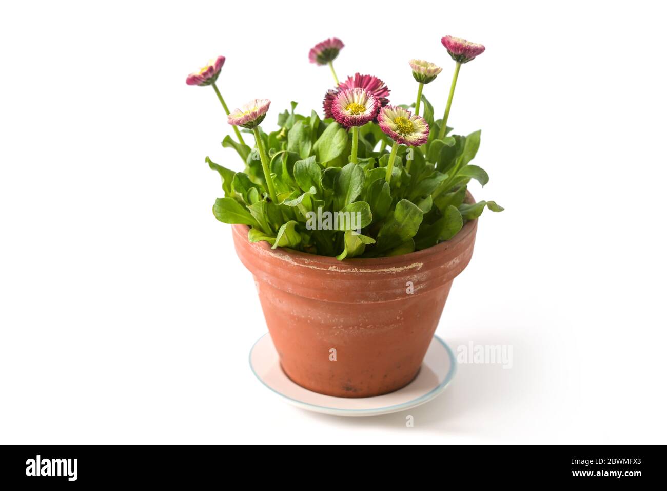 potted pink daisies (Bellis perennis) are blooming  in spring time in a flower pot, isolated on a white background, selected focus Stock Photo