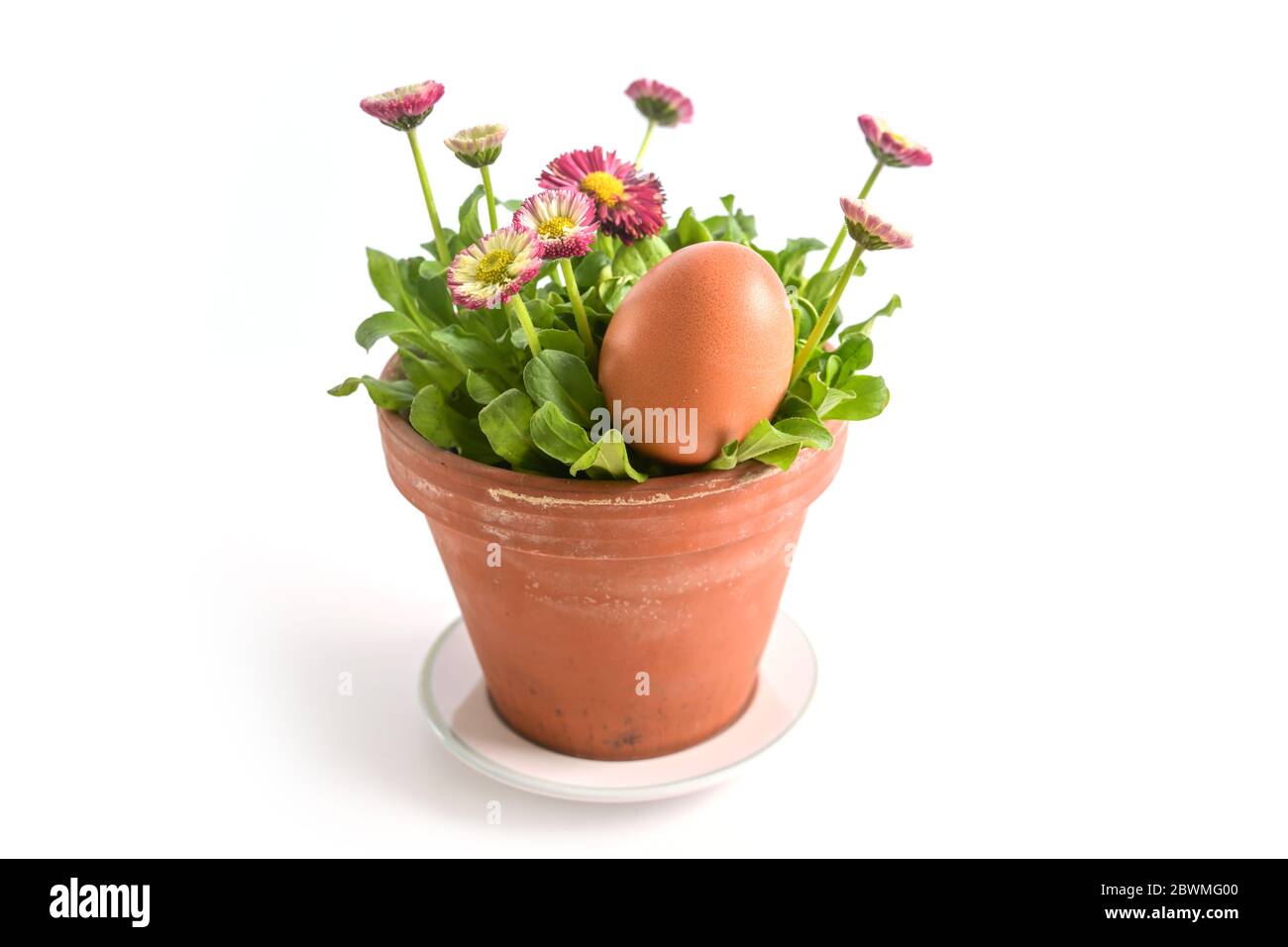 Brown organic Easter egg in a rustic clay flowerpot with pink flowering daisies (Bellis perennis), isolated on a white background, selected focus, nar Stock Photo