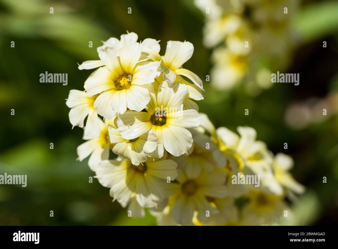 Sisyrinchium striatum flowers closeup Stock Photo