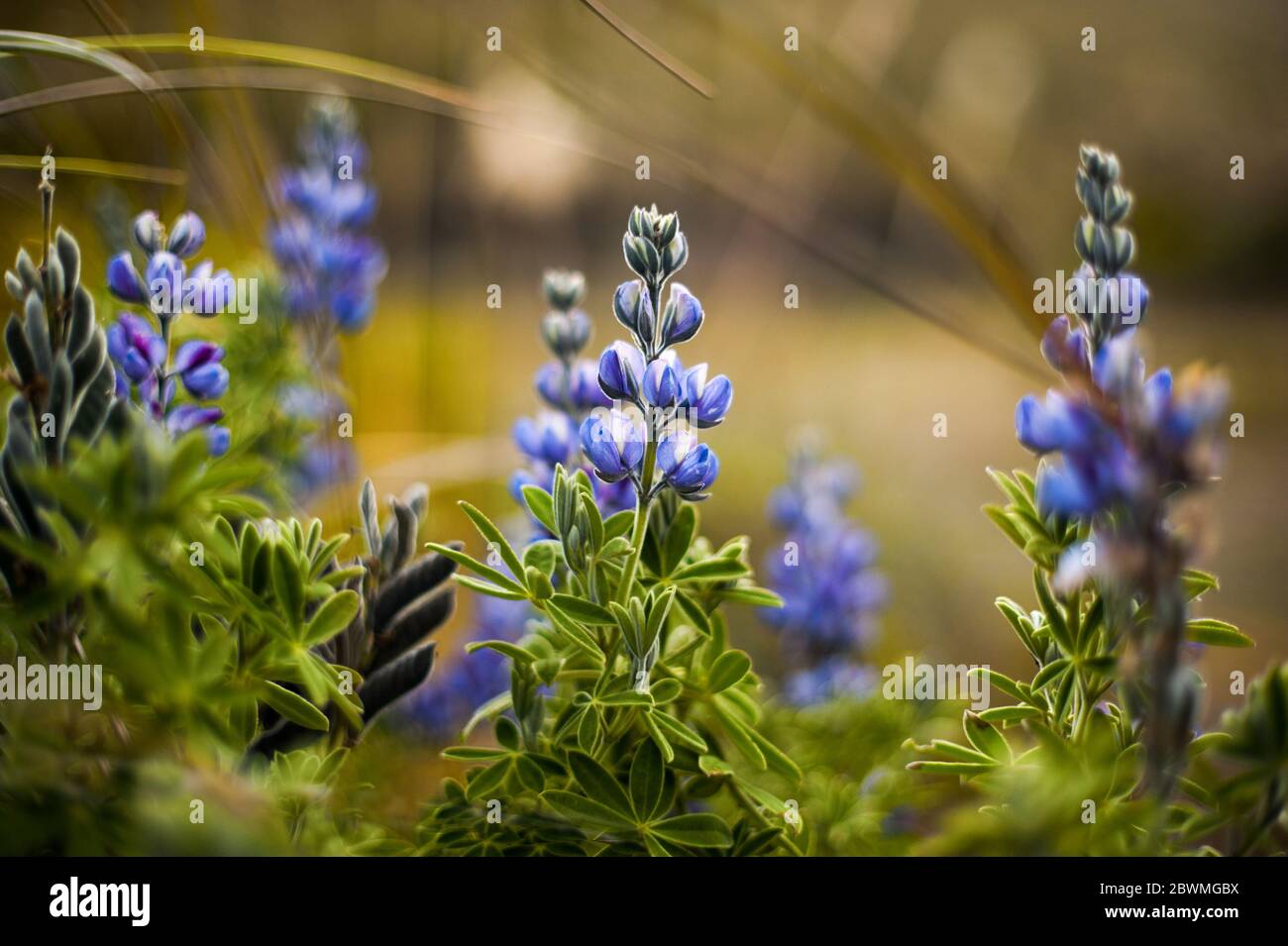 Wild flower from the mountains of Ecuador Stock Photo - Alamy