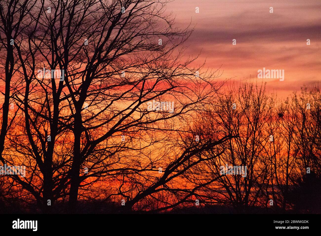 Sunset behind trees. Stock Photo