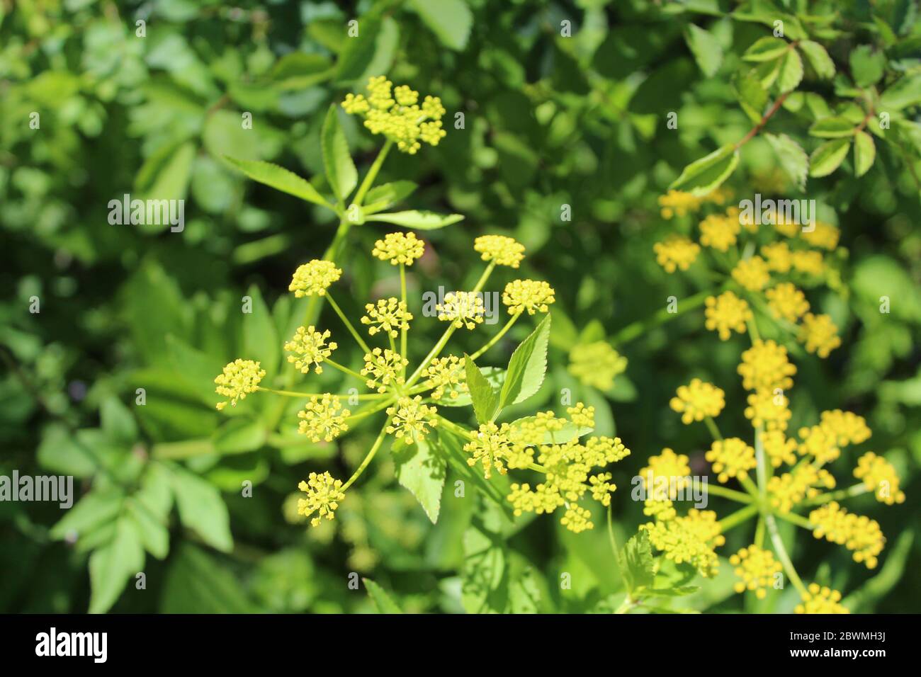Group of golden Alexanders blooms at Wayside Woods in Morton Grove, Illinois Stock Photo