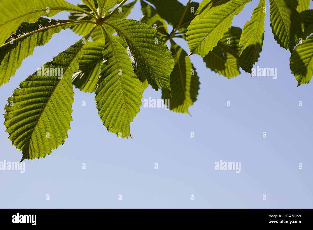 Horse chestnut tree leaves against blue sky background with copy space Stock Photo