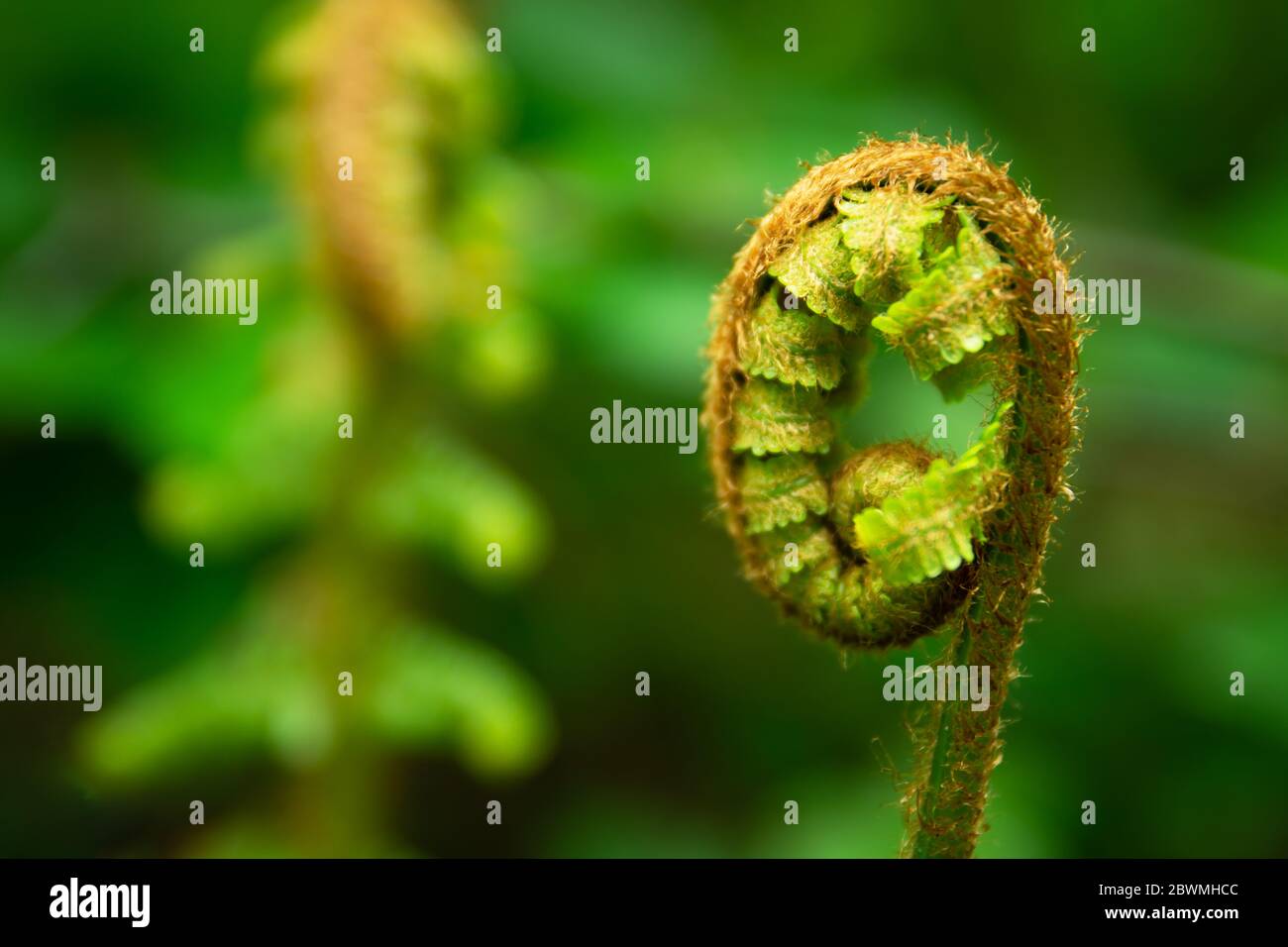 Coiled wild forest fern in natural habitat in close-up, spring day Stock Photo