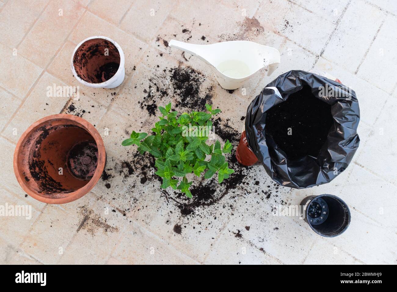 Tools for repotting a mint plant. Changing the old and small pot, to