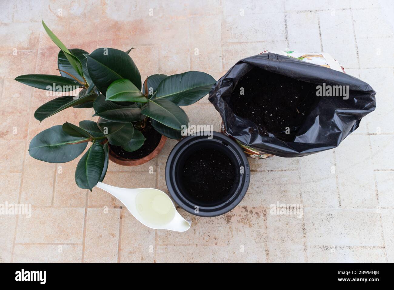 Houseplant watering can fiddle hires stock photography and images Alamy