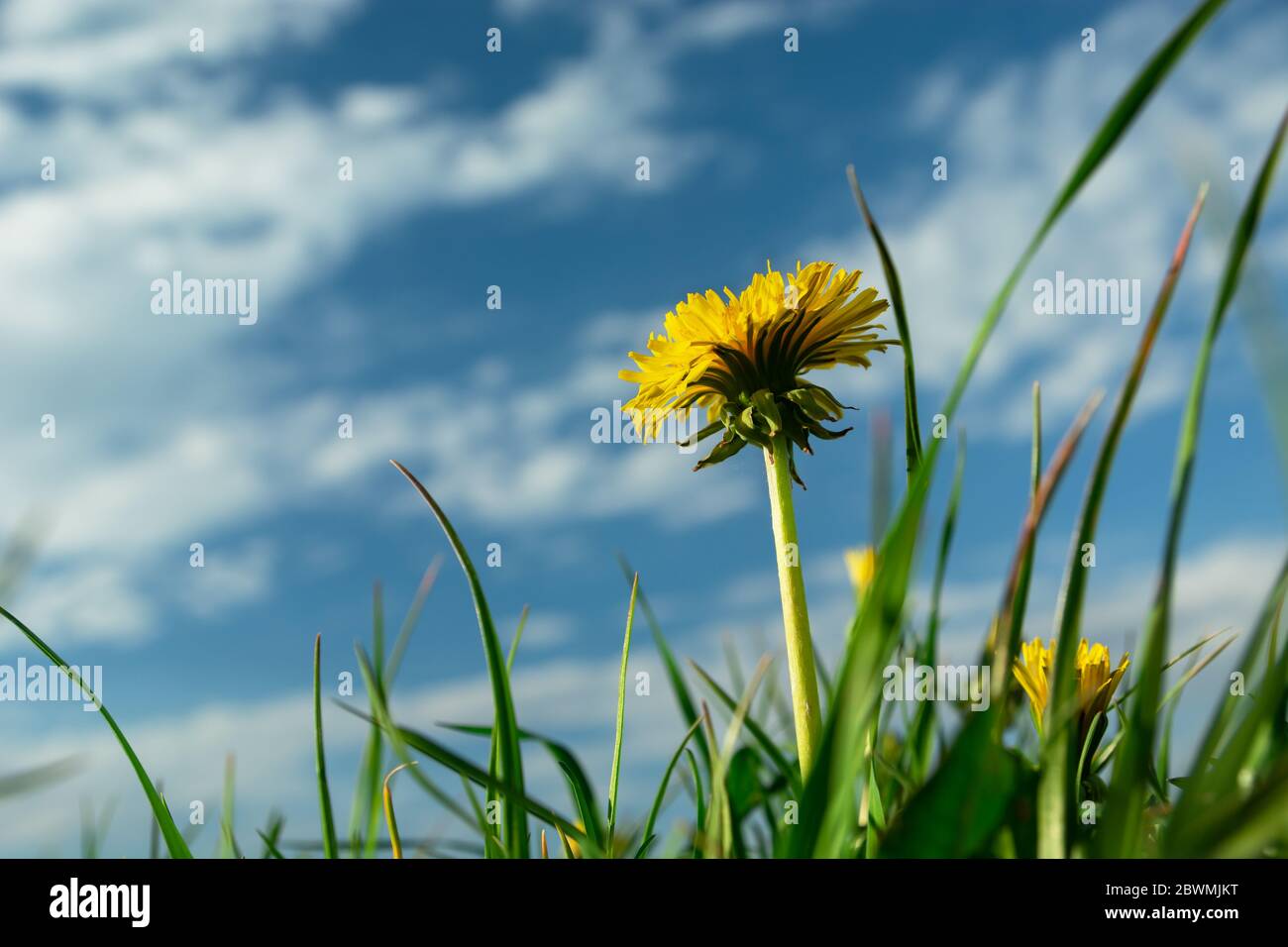 Yellow dandelion flower in green grass, white clouds on a blue sky, sunny spring day Stock Photo