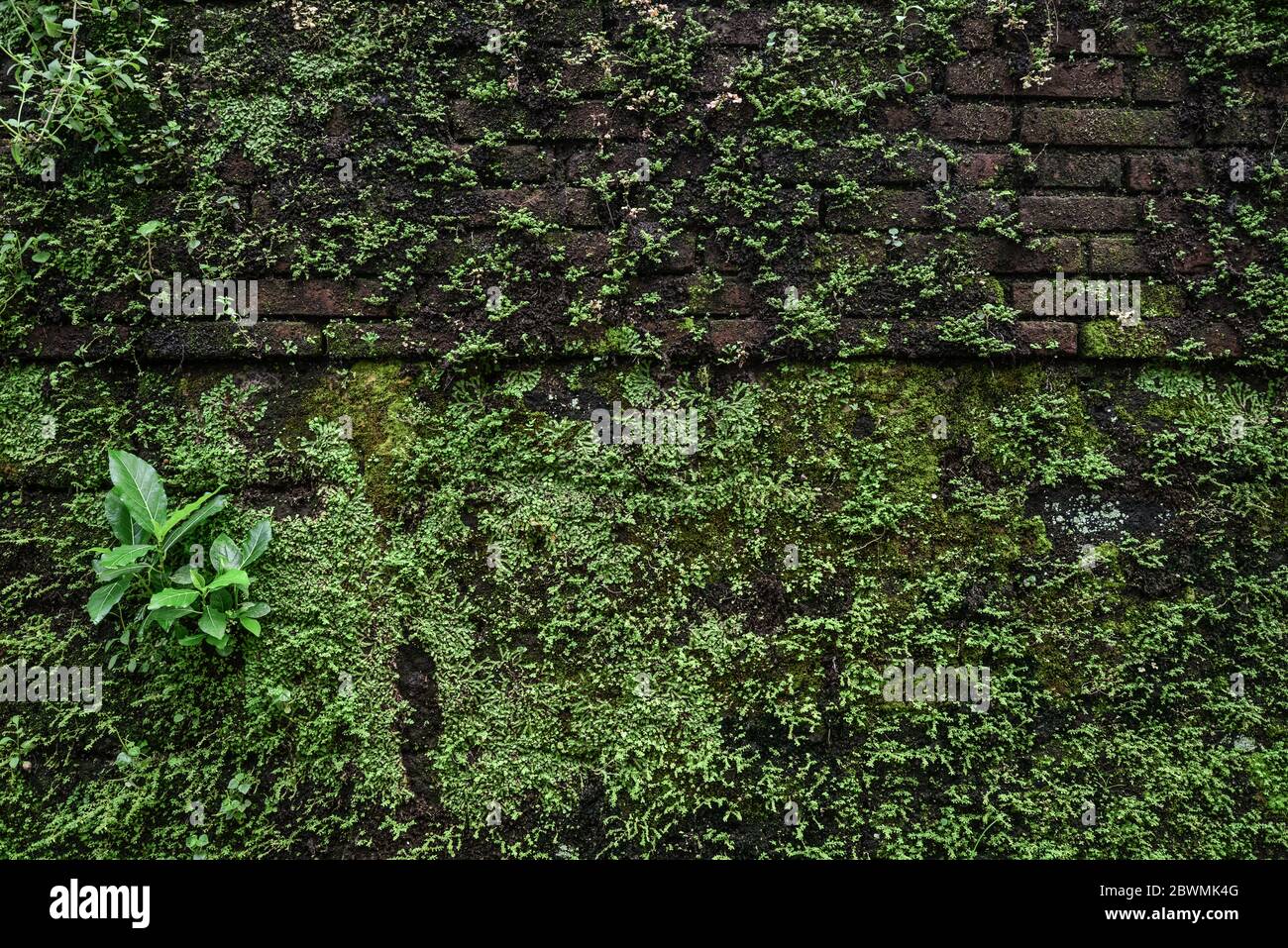Old brick moss-covered wall. Grunge background Stock Photo