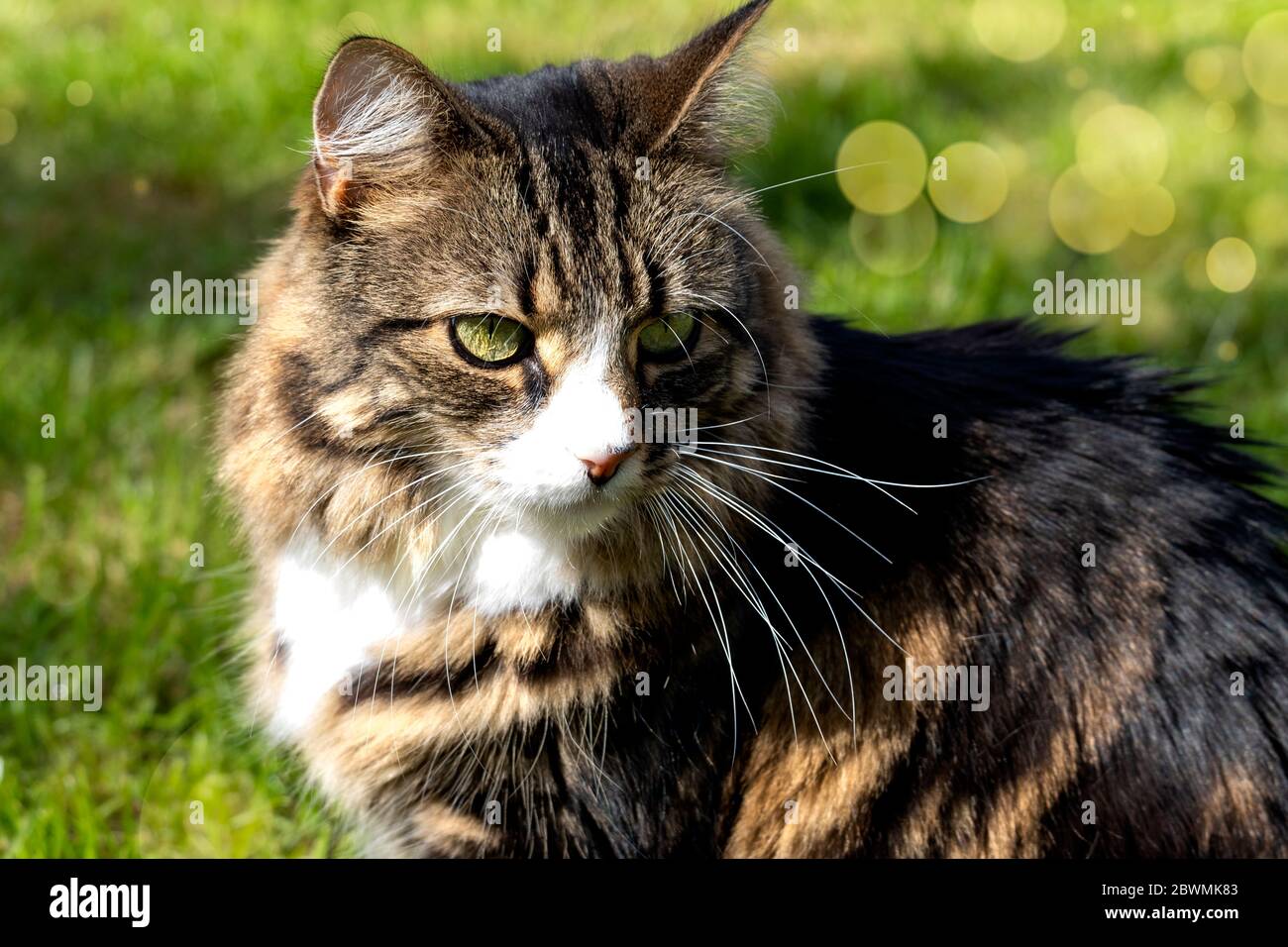 A beautiful long haired tabby cat outside on a summers day with green bokeh background Stock