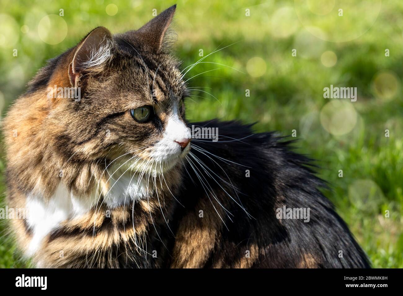 Tabby cat outside hi-res stock photography and images - Alamy