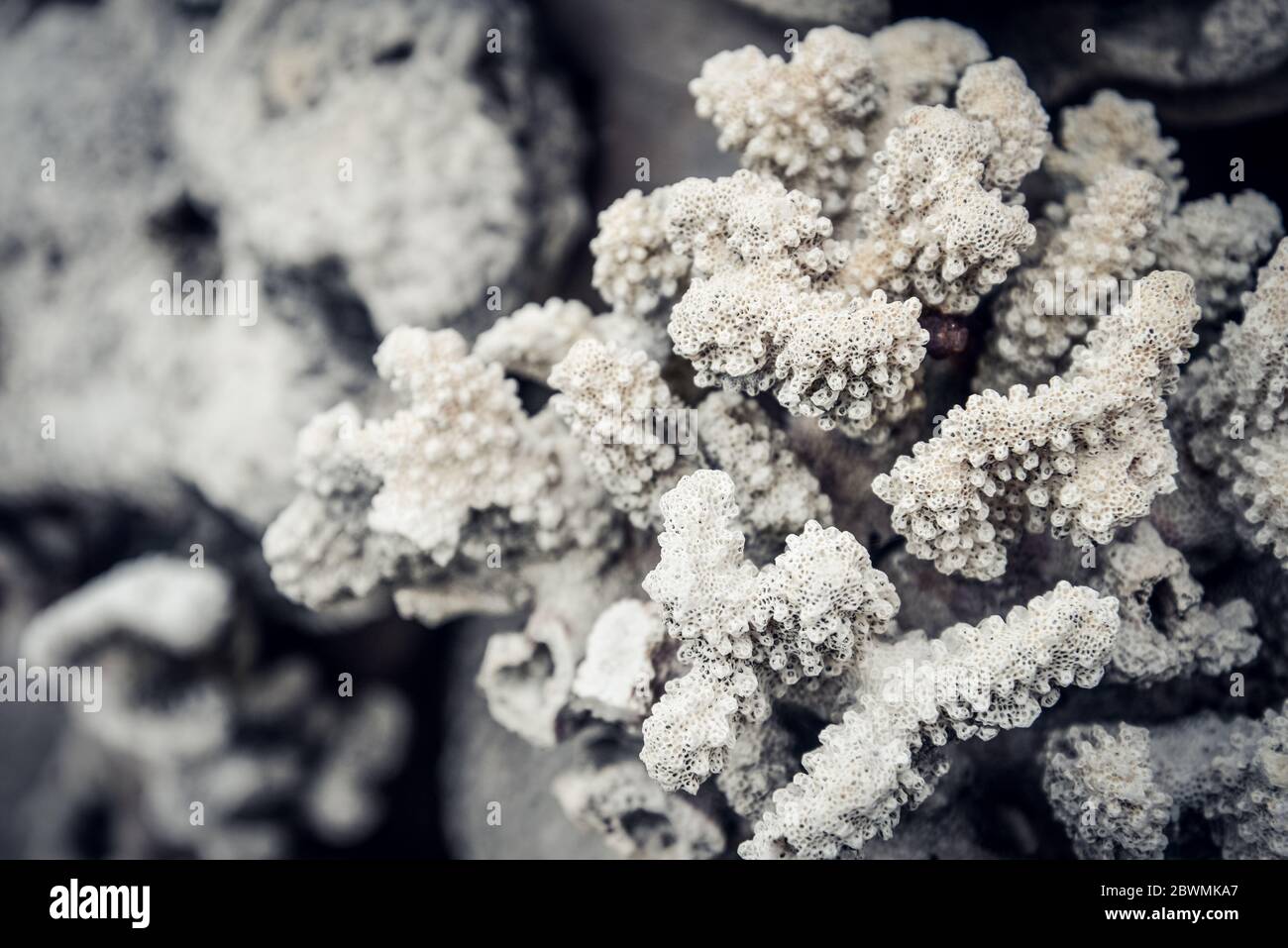 Сalcic skeleton of coral polyps closeup Stock Photo Alamy
