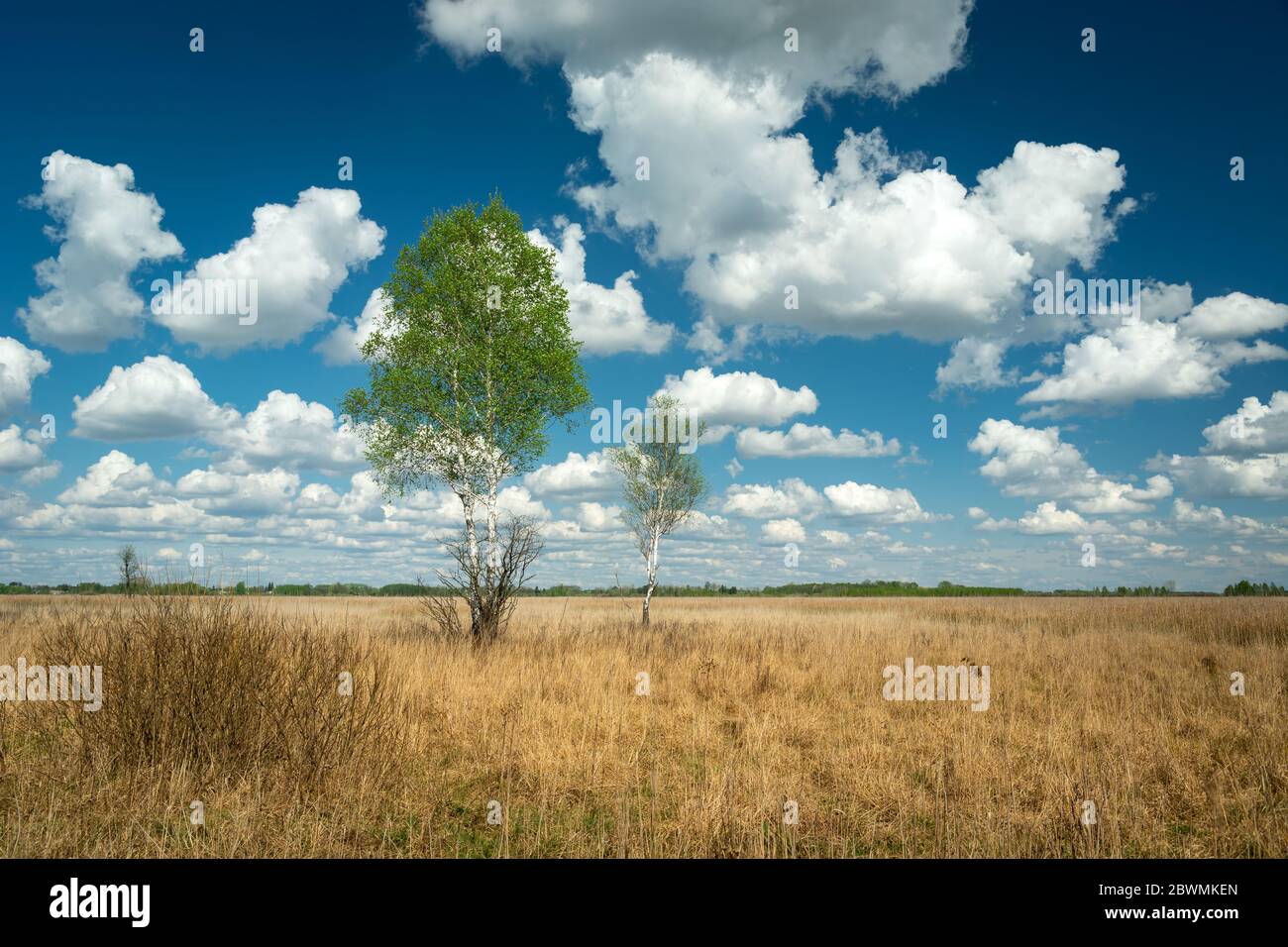 Birch trees with green leaves, dry yellow grass, white clouds on a blue sky Stock Photo