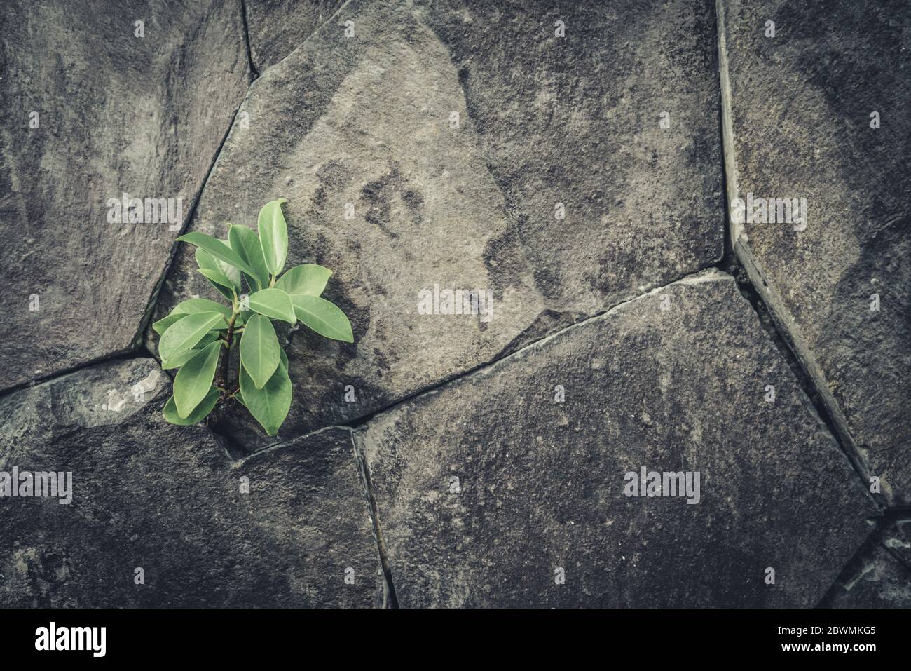 Plant in stone crack hi-res stock photography and images - Alamy