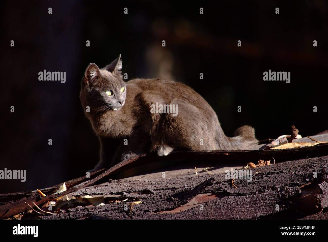 Grey cat in the woods Stock Photo - Alamy