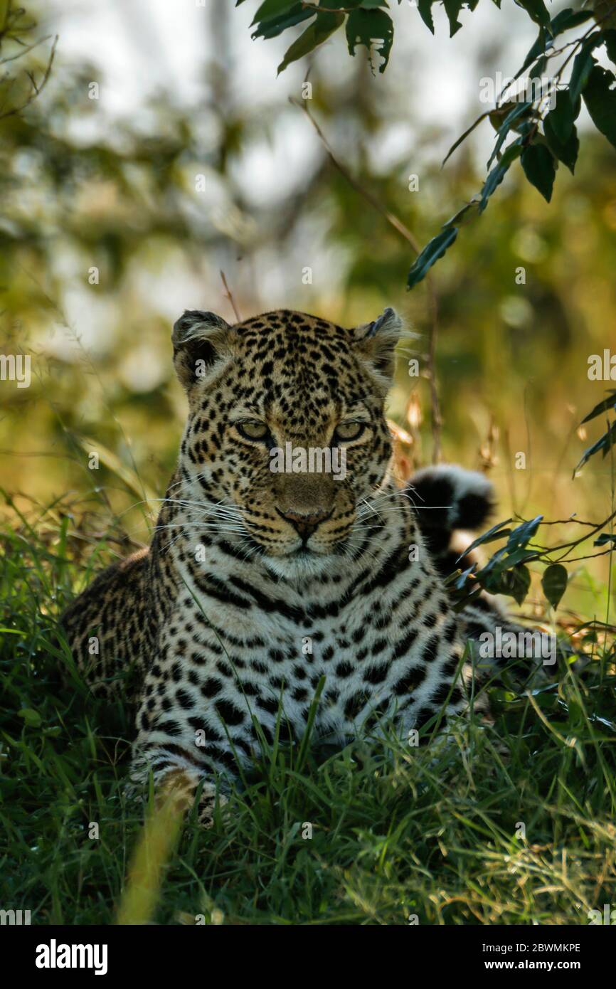Leopard portrait seated between bushes, Maasai Mara, Kenya Stock Photo