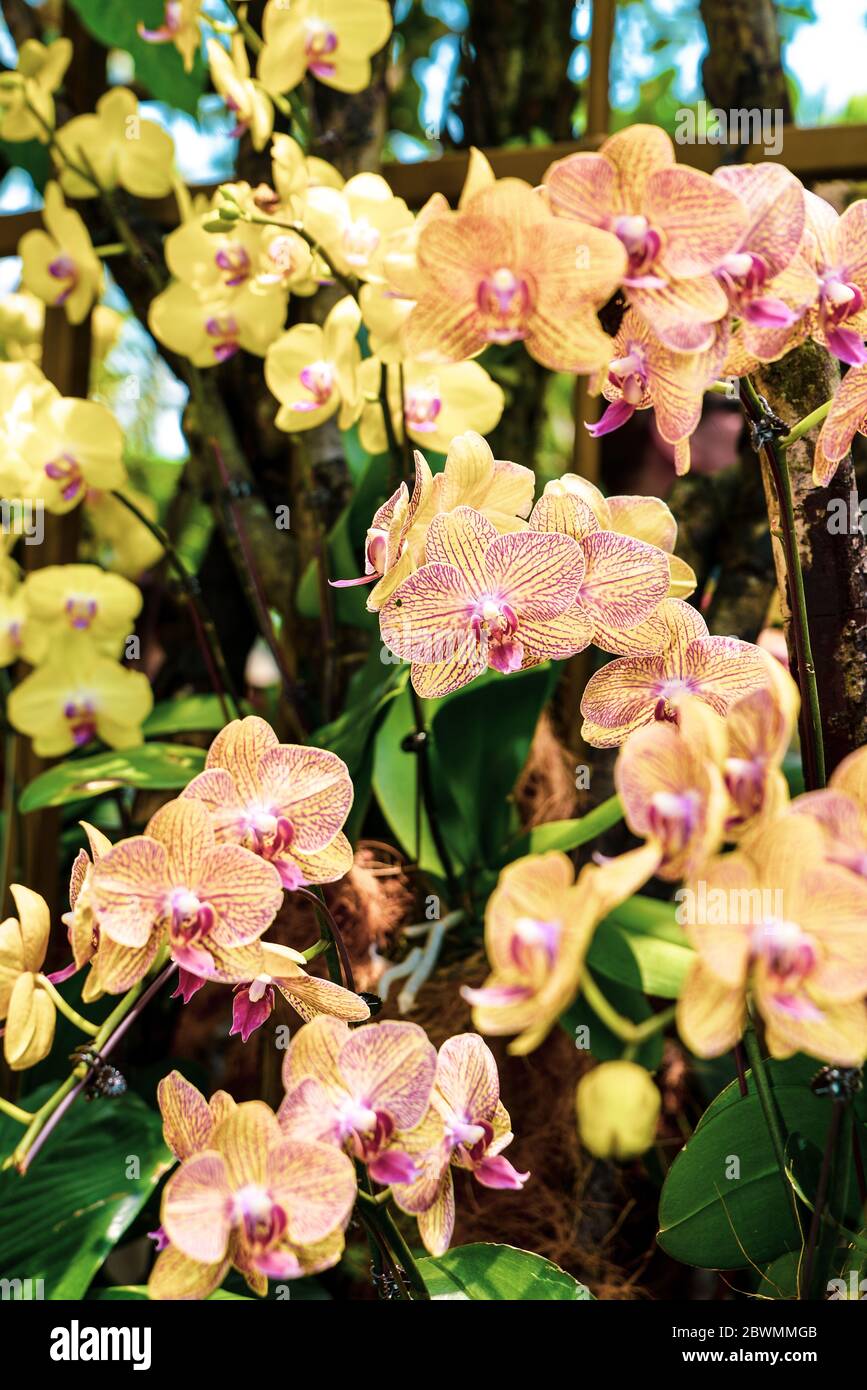 The National Orchid Garden in Singapore. Beautiful Phalaenopsis orchid