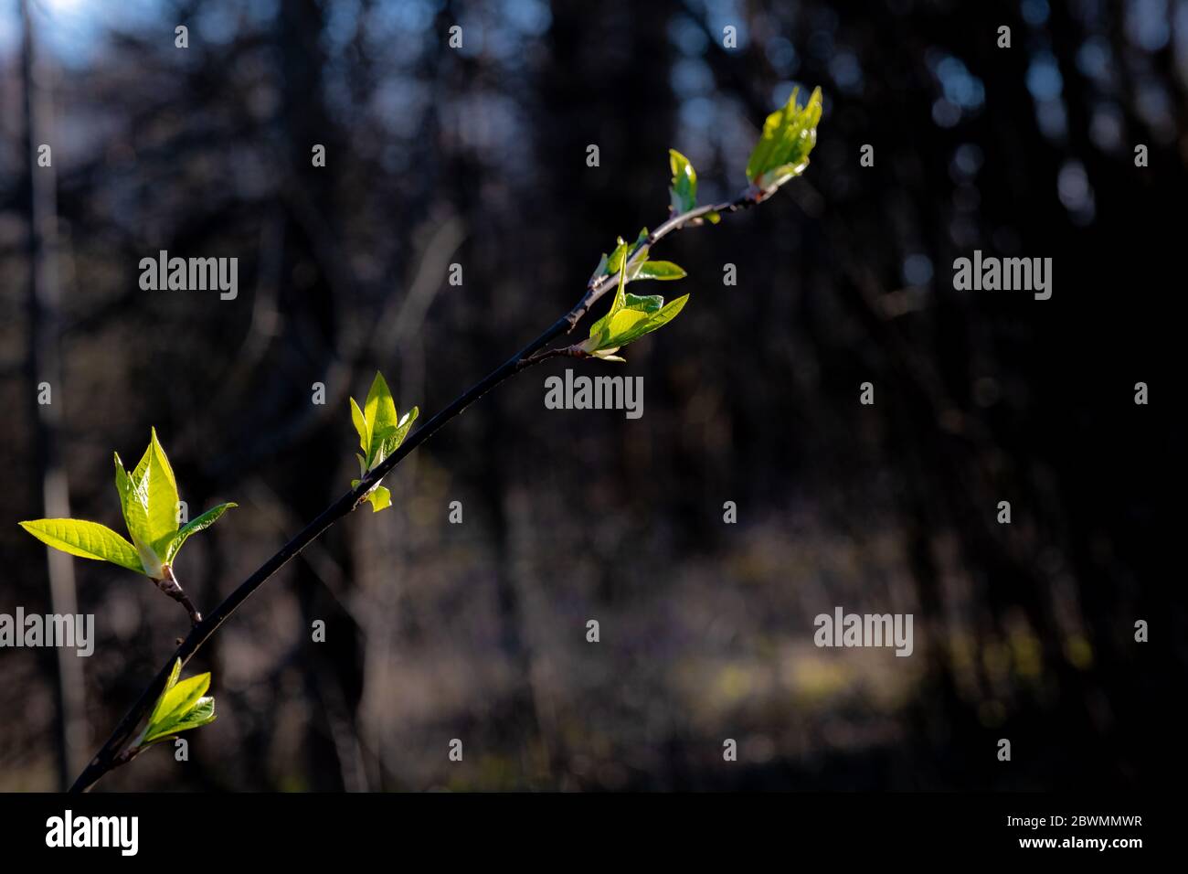 Unsharp background hires stock photography and images Alamy