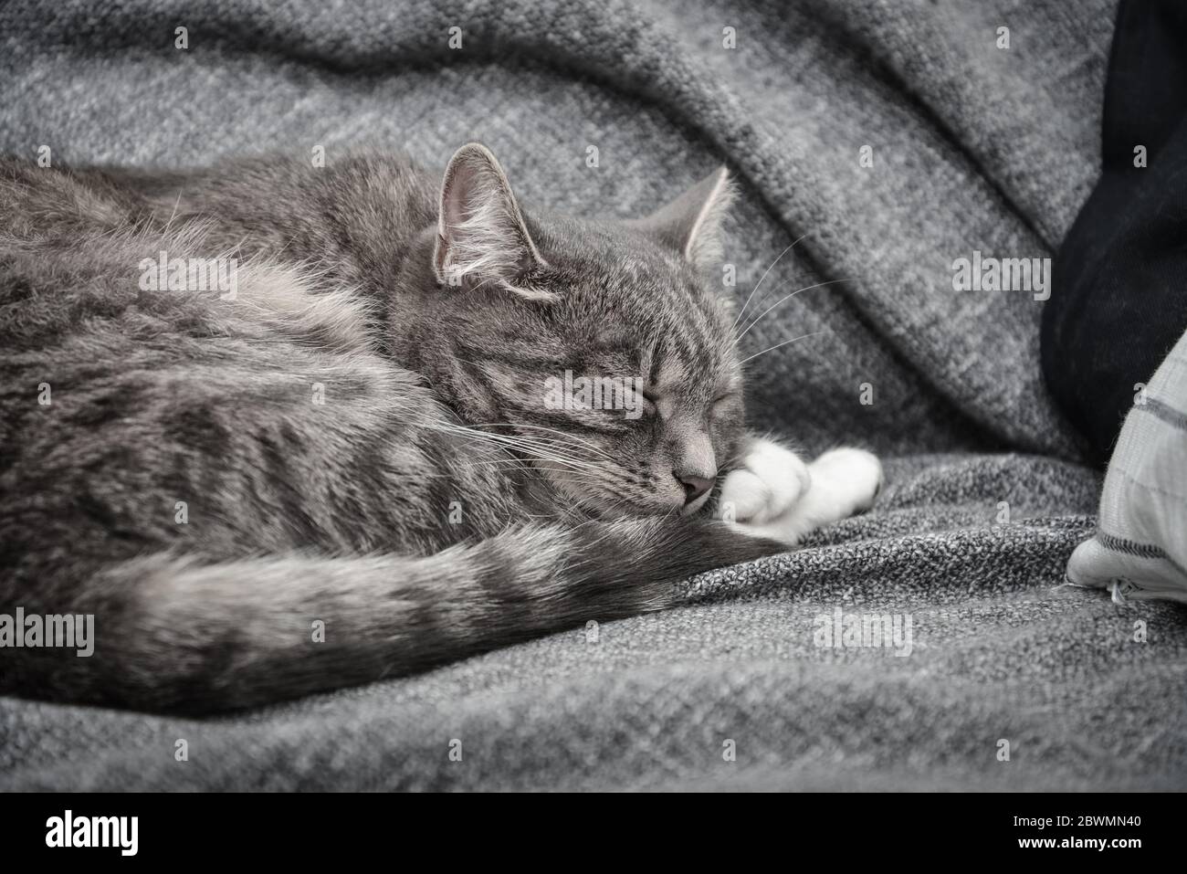 Grey cat sleeping on sofa at home closeup Stock Photo