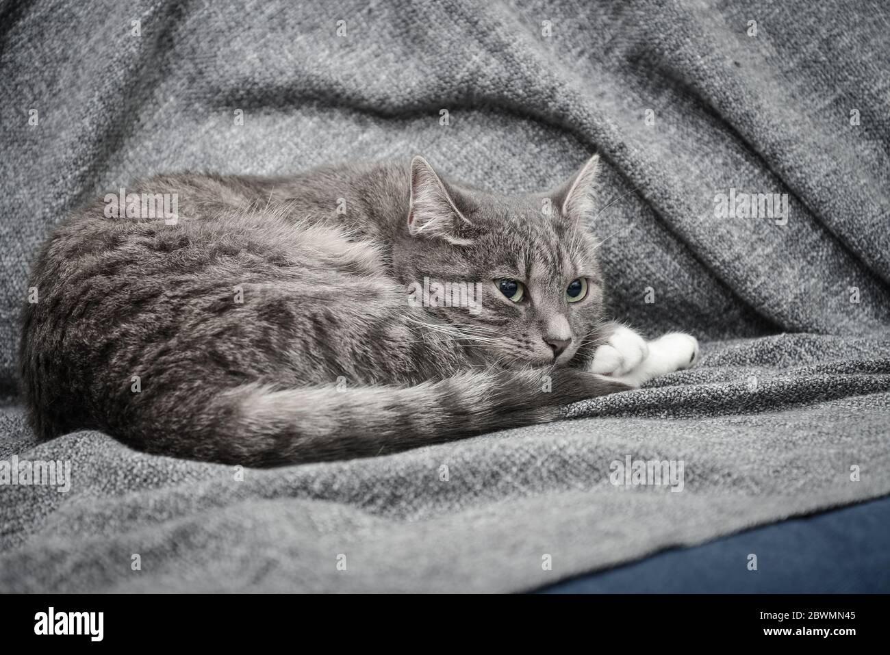 Grey cat sleeping on sofa at home closeup Stock Photo