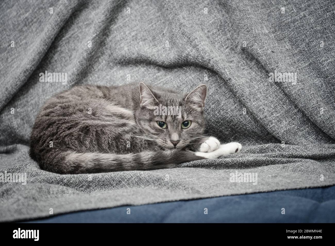 Grey cat sleeping on sofa at home closeup Stock Photo