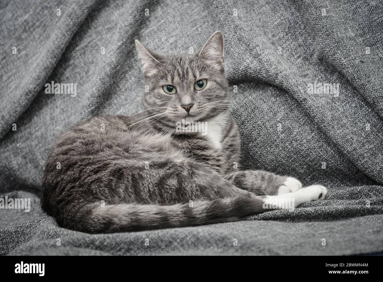 Grey cat laying on sofa at home closeup Stock Photo