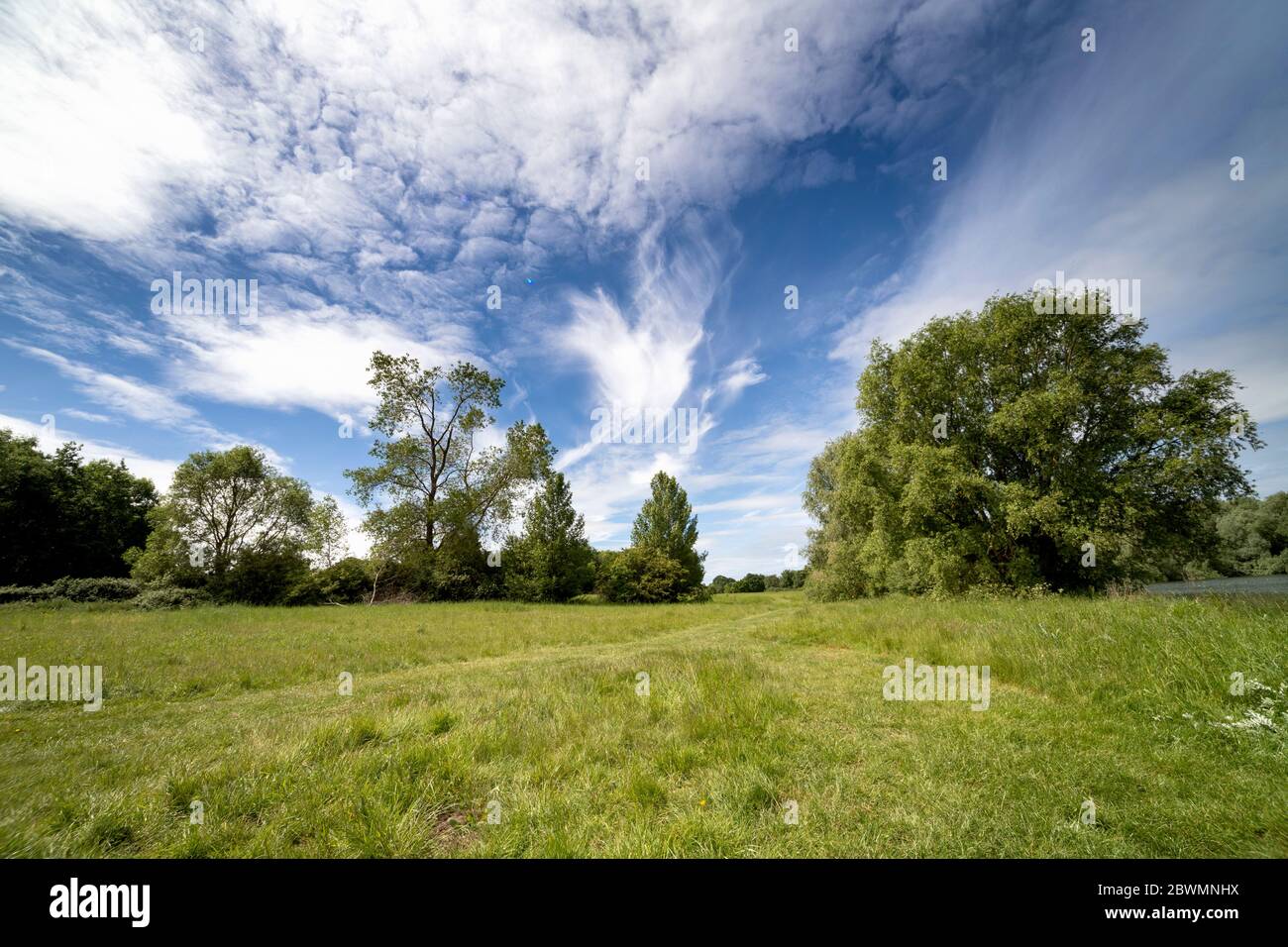 Meadow trees tree trunk grass mist hi-res stock photography and images ...
