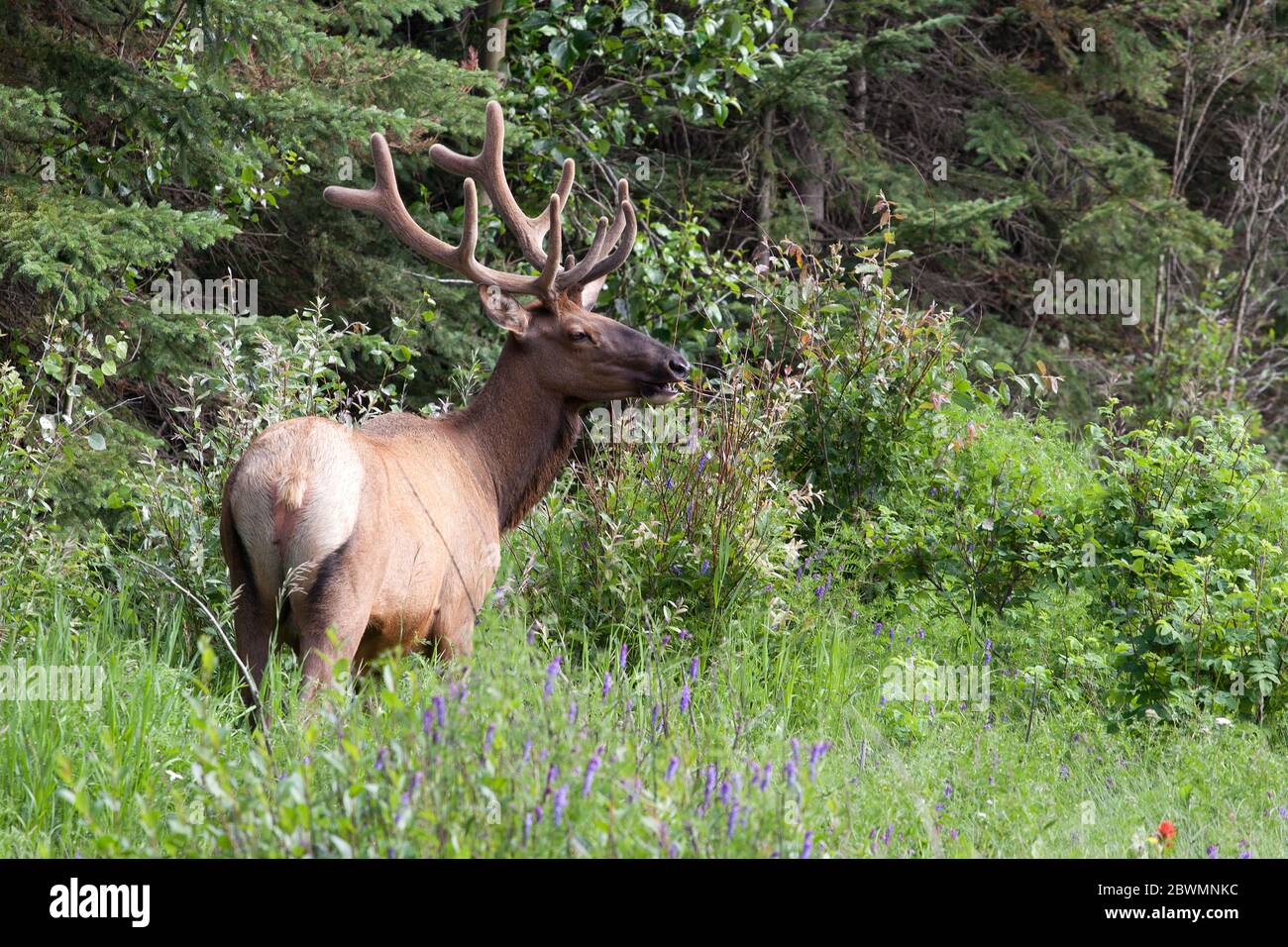 Male elk hires stock photography and images Alamy