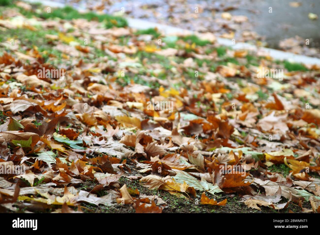 autumn leaves on ground, close up macro Stock Photo - Alamy