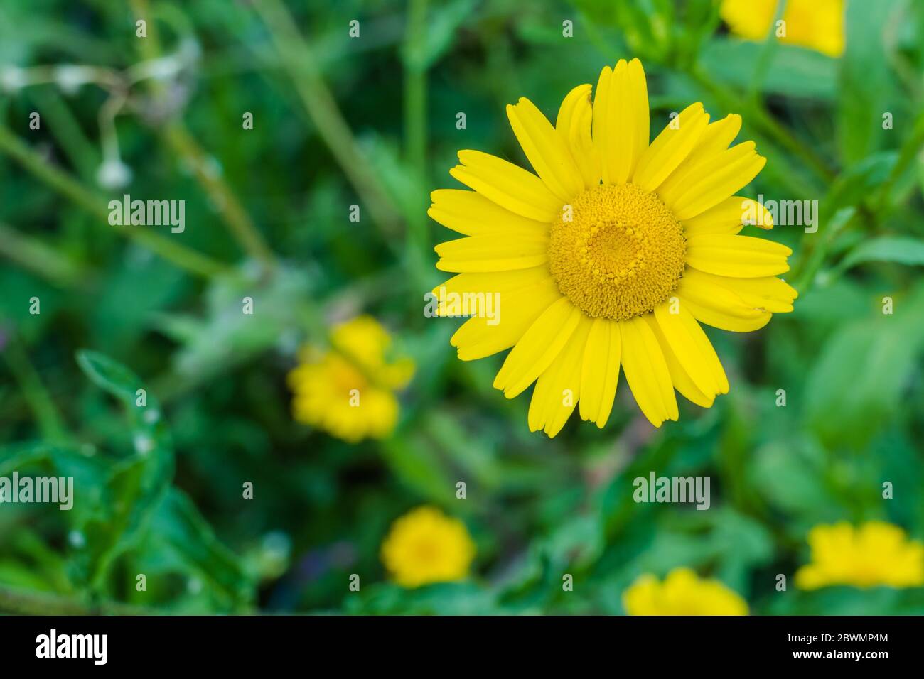 closeup view yellow flower uncultivated outdoors Euryops pectinatus Stock Photo