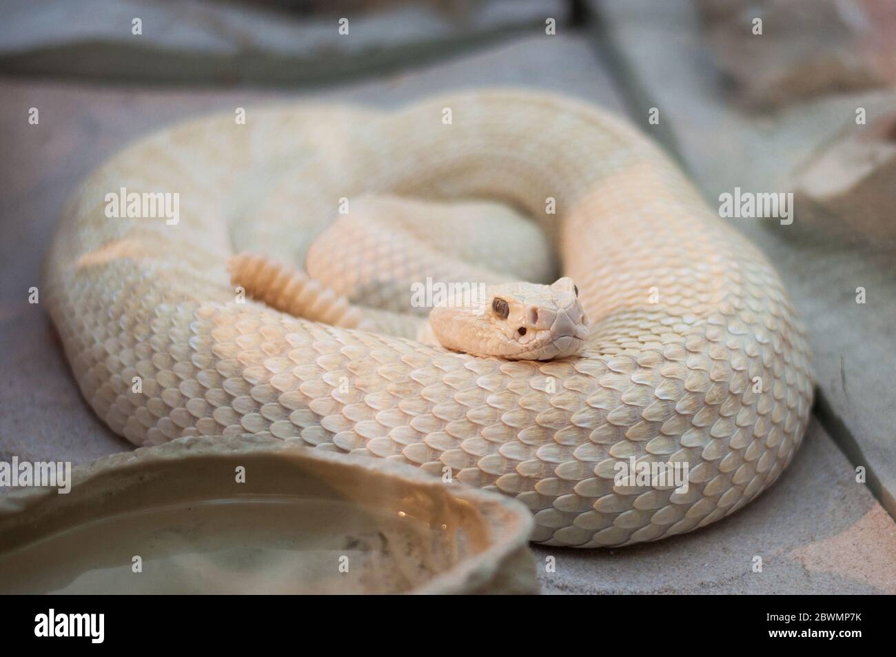 white snake in reptile zoo. terrarium Stock Photo