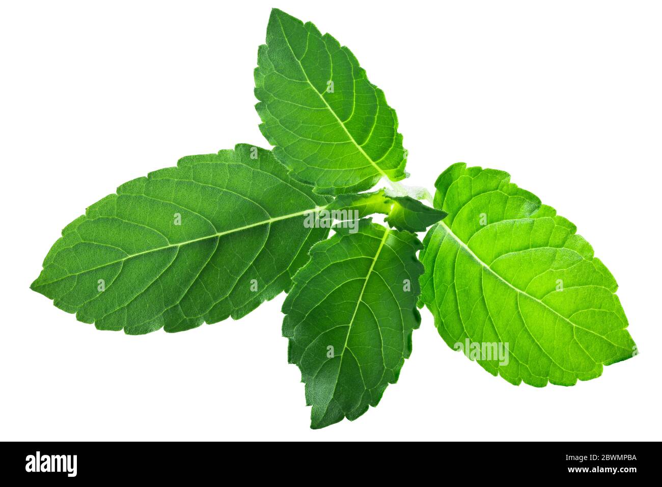 Rama tulsi leaves (Ocimum tenuiflorum foliage) isolated Stock Photo - Alamy