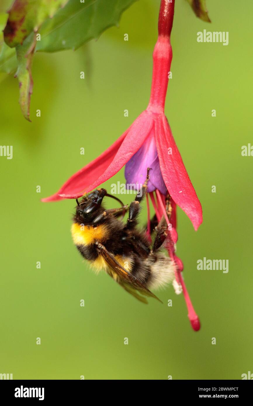 Bumblebee foraging on Fuchsia Stock Photo