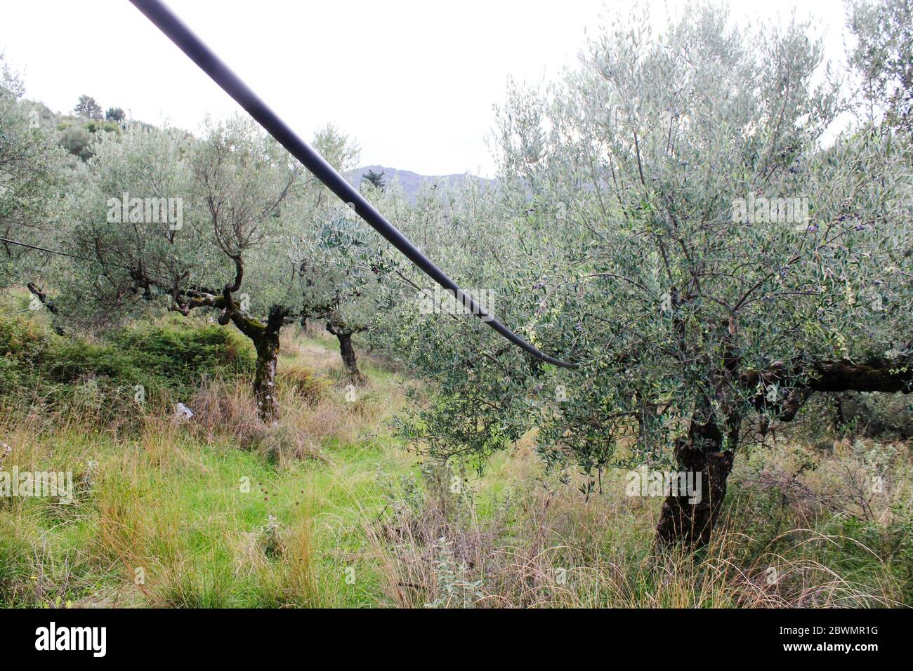 Irrigation system in olive grove in Messinia, Greece Stock Photo Alamy