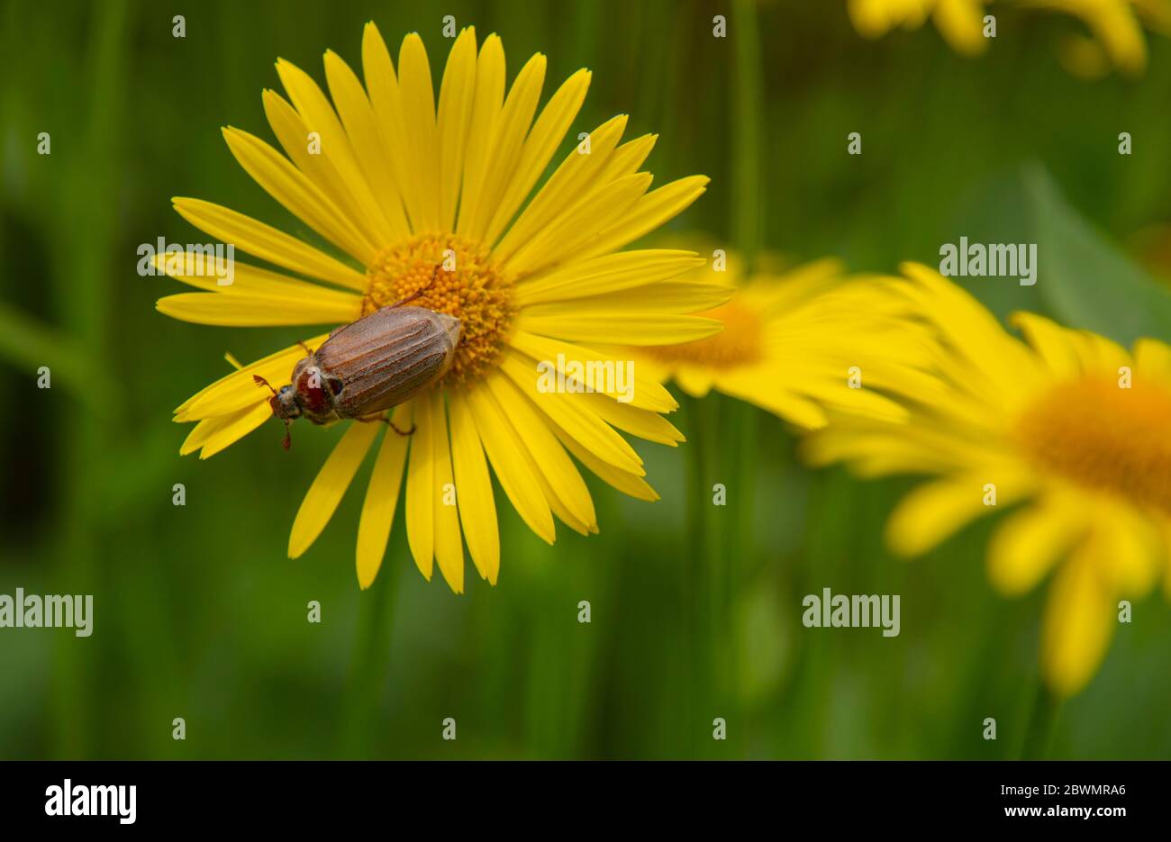 June bug , the cockchafer,is a large yellow Daisy Stock Photo Alamy