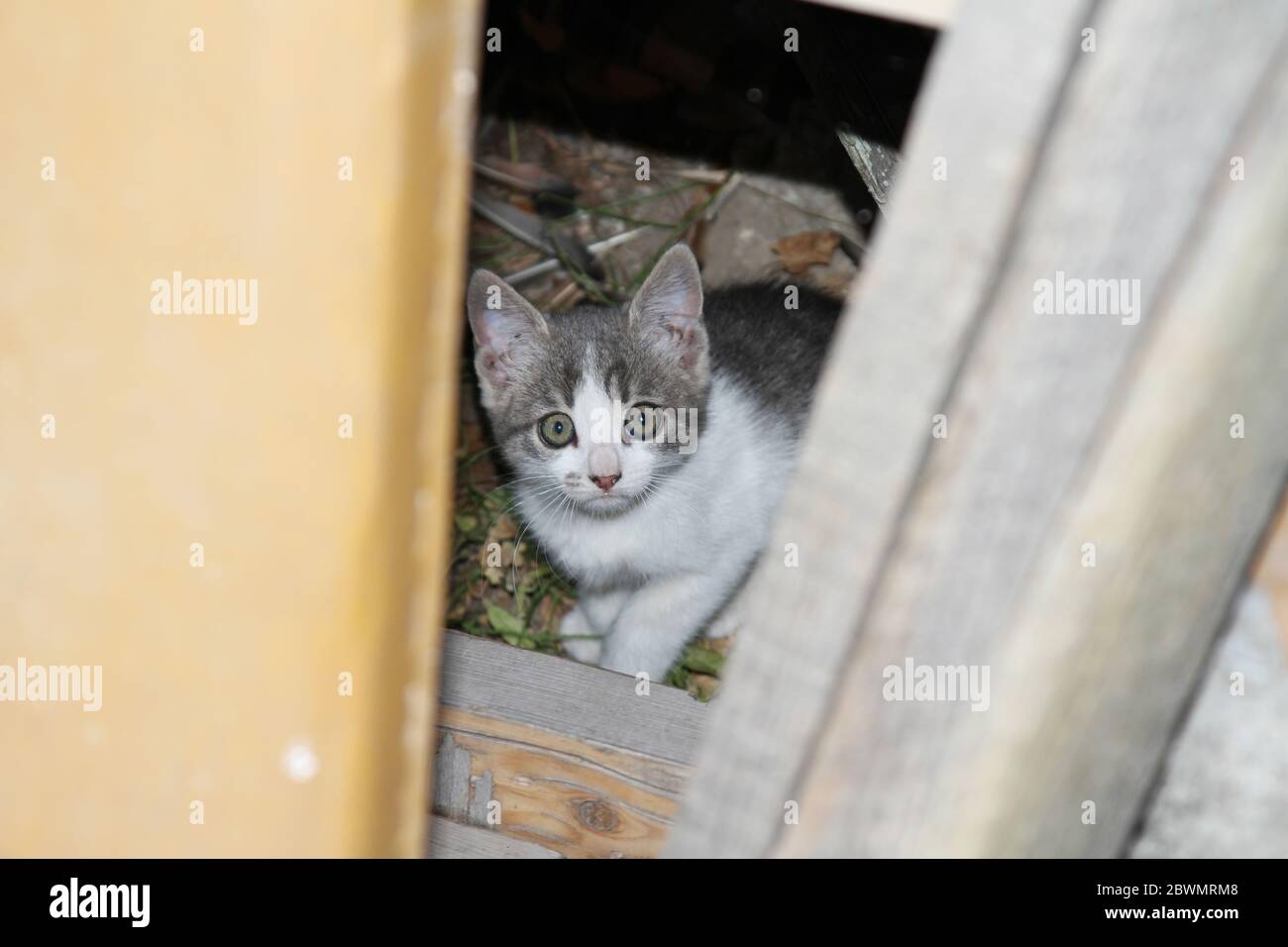 cat looks at the camera, cat face Stock Photo - Alamy