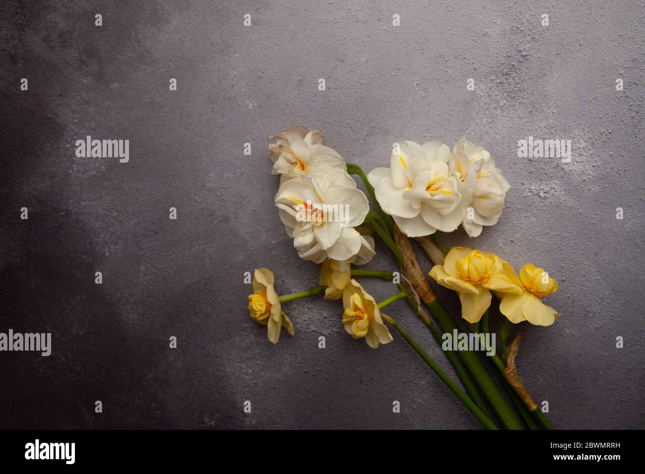 Bunch of narcissi Stock Photo