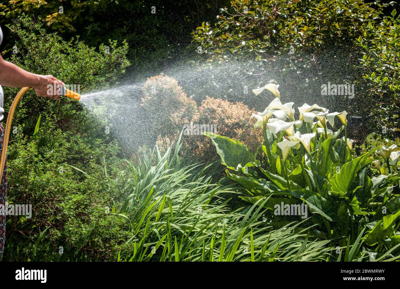 IRELAND / Cork / Carrigaline / 02-06-2020 / Irish Water have confirmed that water restrictions and a hosepipe ban are looming as Ireland faces into drought conditions this summer. With so many people now at home due to the Covid-19 pandemic, demand for domestic water has increased by 20%.  If the current trend of increased usage continues along with the very dry weather, a hosepipe ban will have to be imposed. Irish Water is appealing to the public to redouble their efforts in conserving water in the home and in the garden.  Credit; David Creedon / Alamy Live News Stock Photo