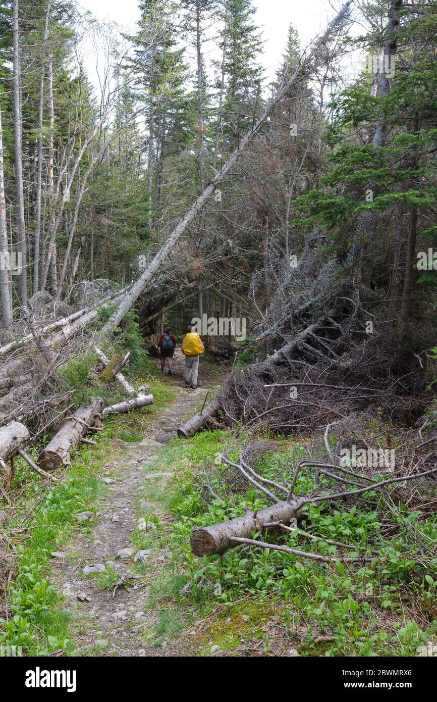 Hikers travel through a blowdown patch along the Asquam Ridge Trail in the White Mountains, New Hampshire during the summer months. Stock Photo