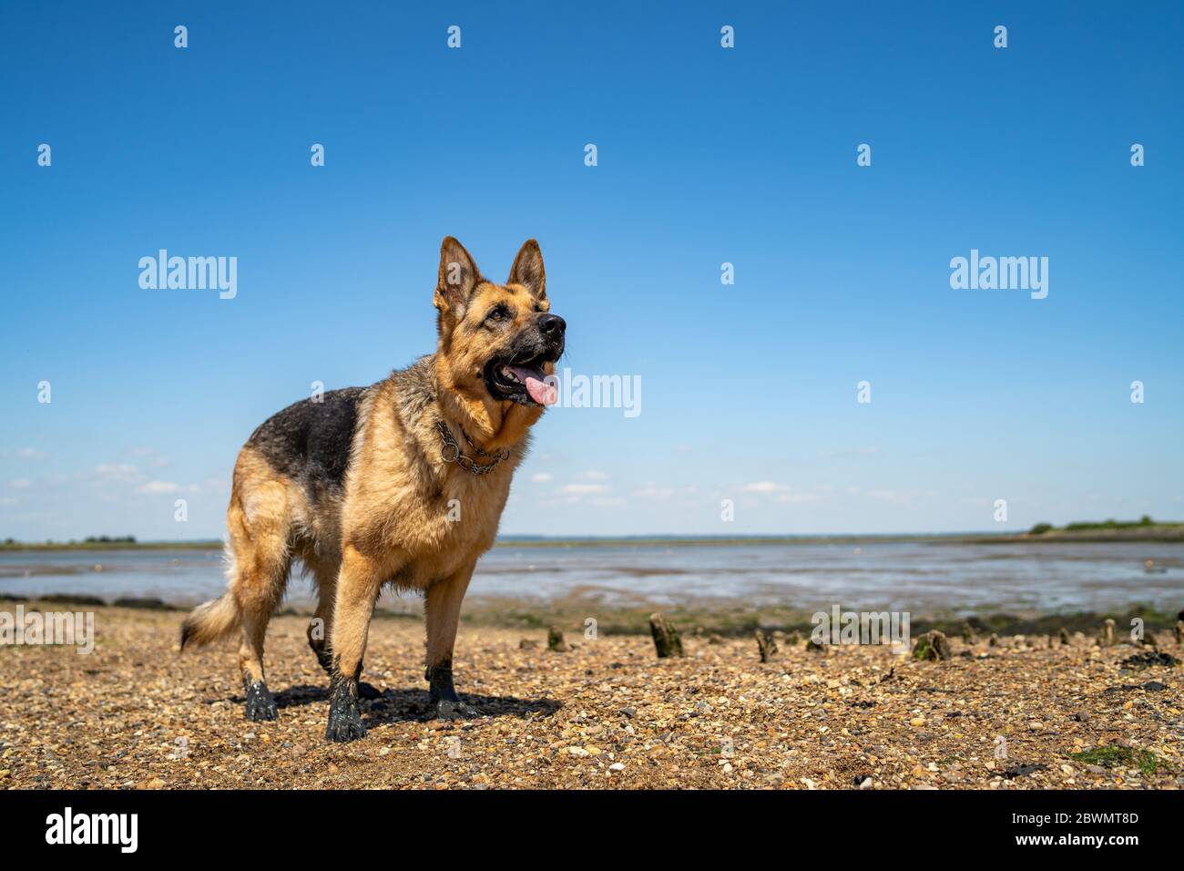 German Shepherd standing on the shore Stock Photo Alamy