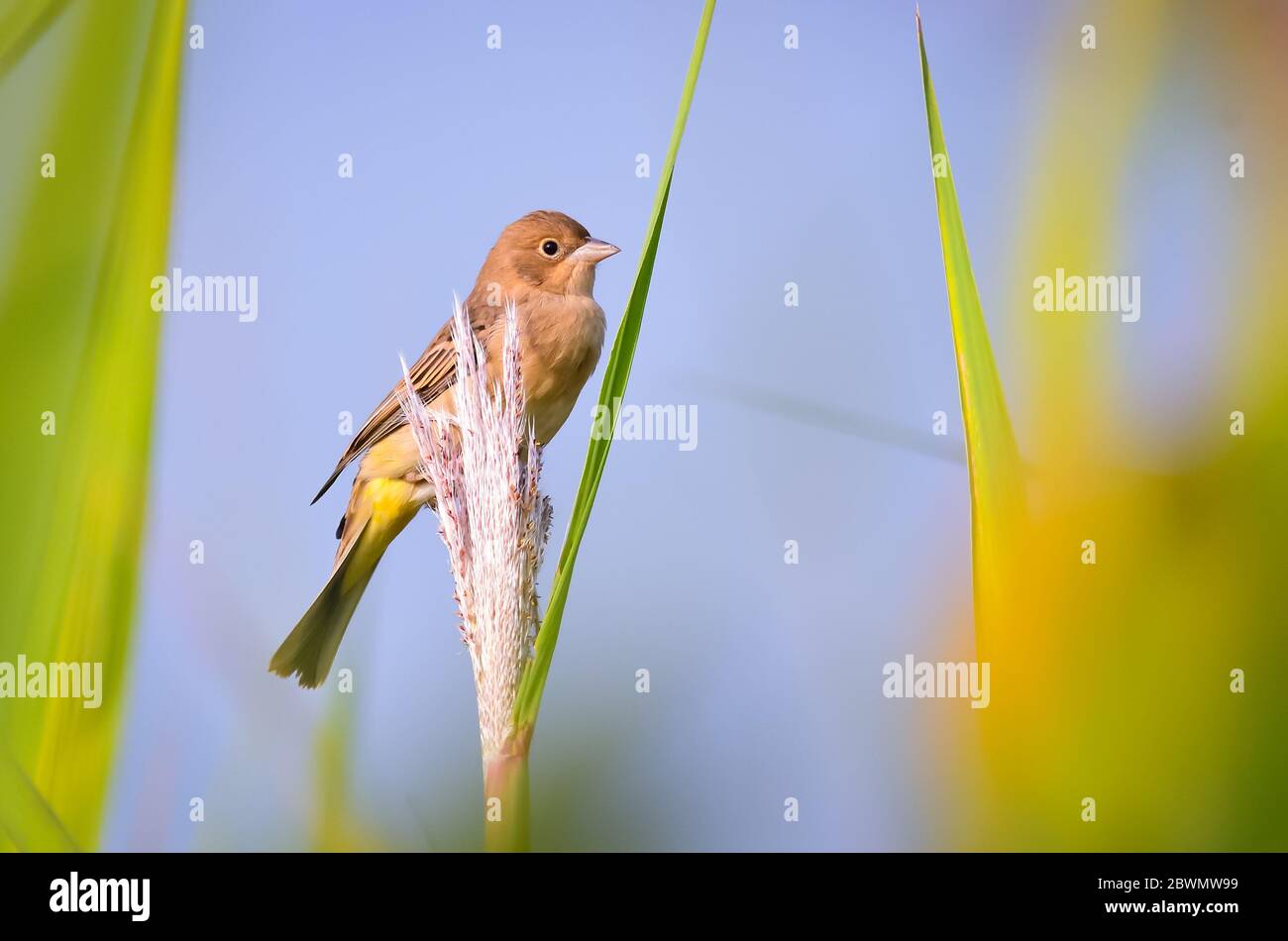 The red-headed bunting is a passerine bird in the bunting family ...