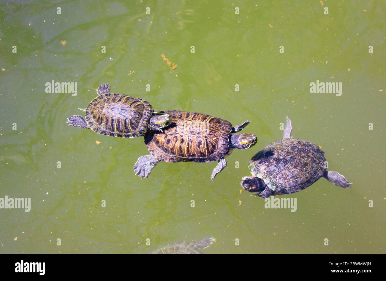 Lake with turtles in the National Gardens of Athens in Greece Stock ...