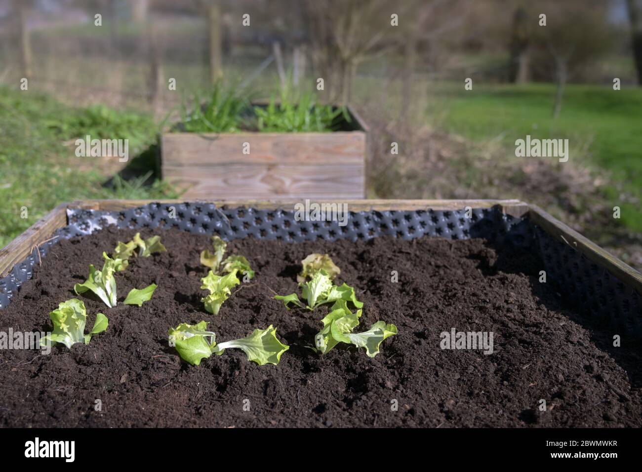 Lettuce seedlings planted in dark soil in a raised bed, vegetable