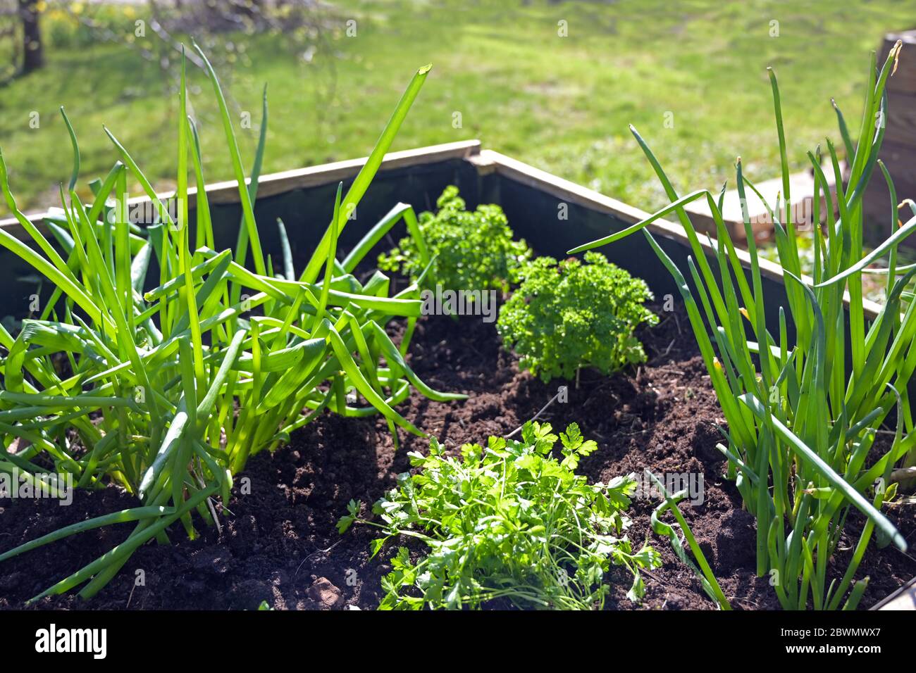 Raised wooden herbs bed with parsley and onions in in a country garden