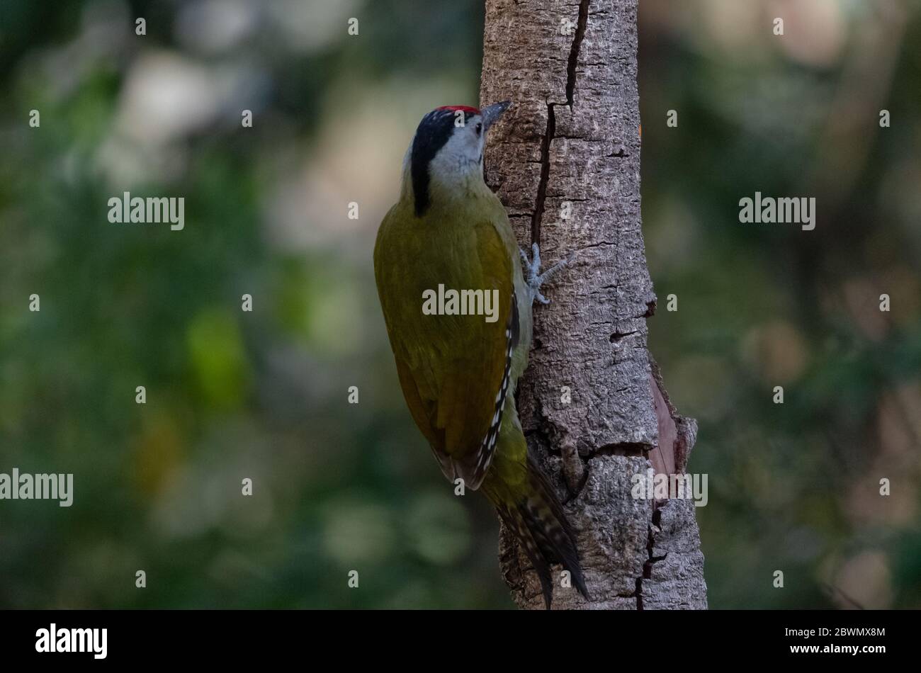 Grey-headed woodpecker (Picus canus) bird photographed in Sattal, India Stock Photo