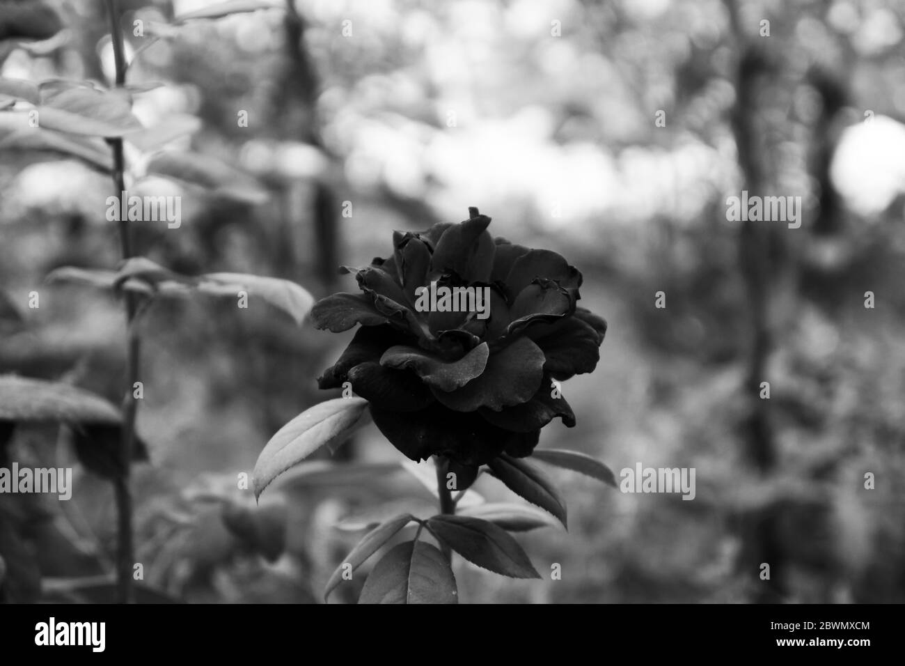 gothic black and white rose at the garden, macro close up Stock Photo ...