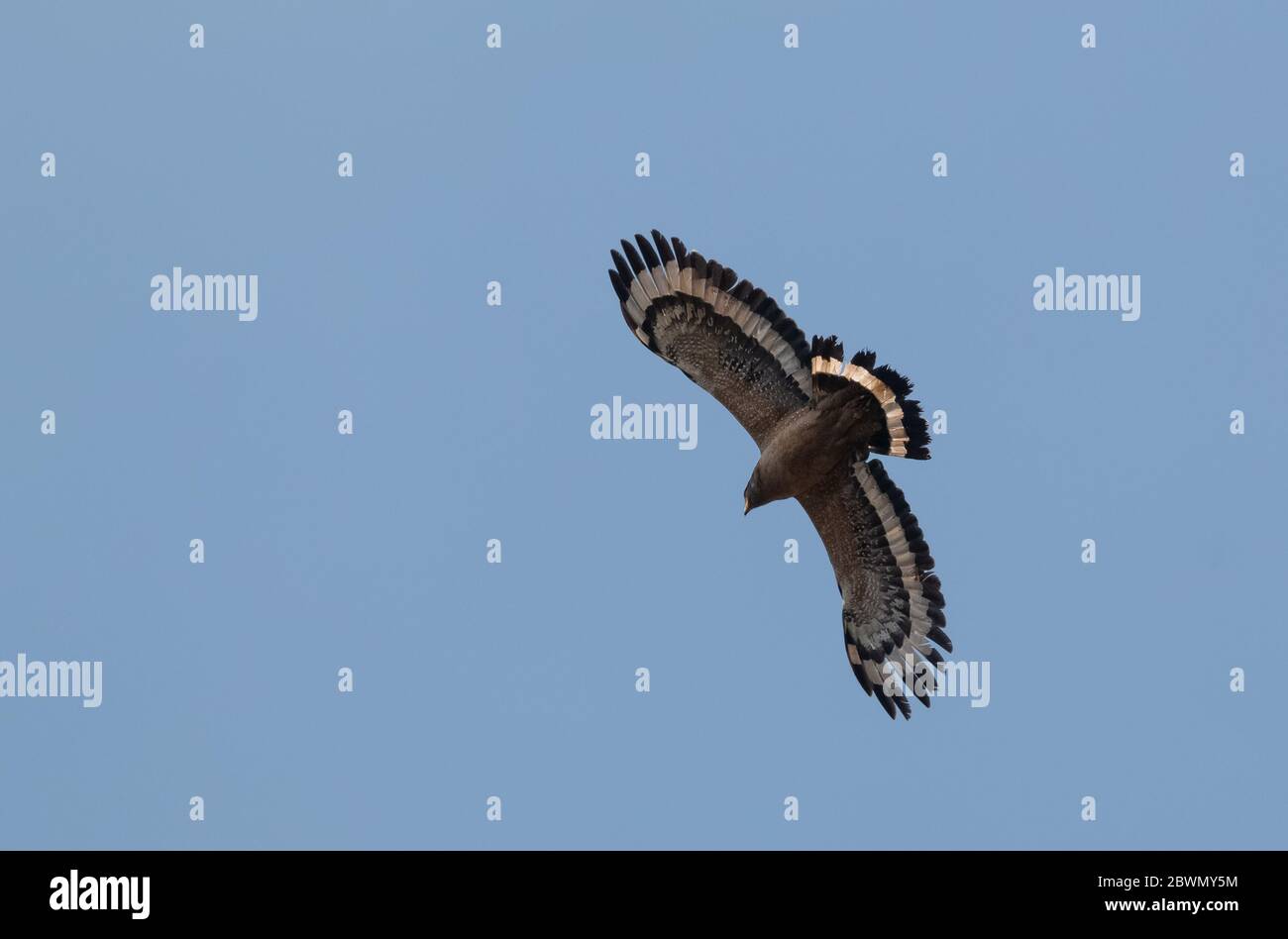 Crested Serpent Eagle (Spilornis cheela) in flight Stock Photo